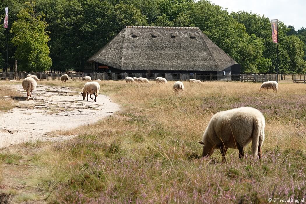 Schaapskooi op de Blaricummerheide tijdens de Trage Tocht Blaricum