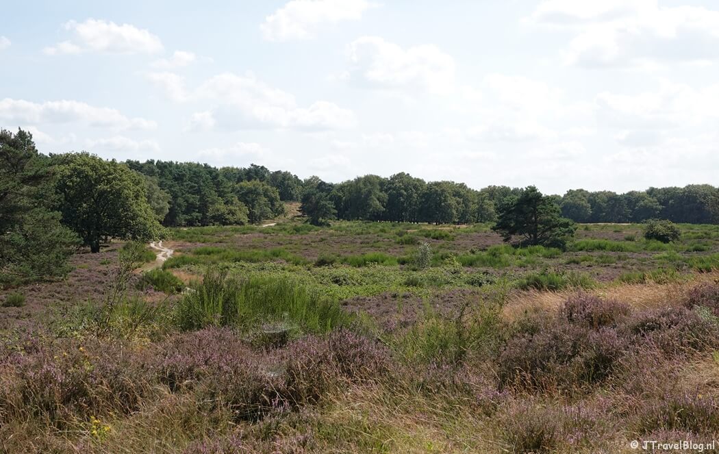 Tafelbergheide tijdens de Trage Tocht Blaricum