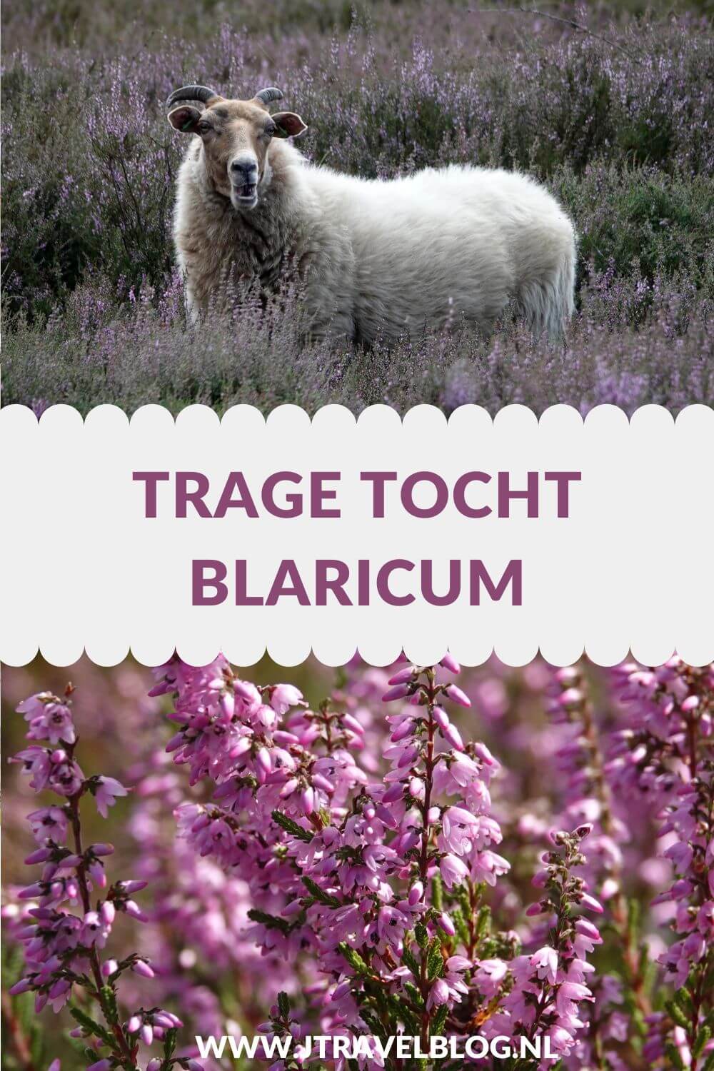 Ik maakte een Trage Tocht wandeling in het Gooi: de Trage Tocht Blaricum over de Blaricumerheide en de Tafelbergheide. Een wandeling over de heidevelden die op dat moment in bloei staan en door de bossen. Wandel je mee met Trage Tocht Blaricum. #blaricum #blaricumerheide #tafelbergheide #tragetocht #jtravelblog #jtravel
