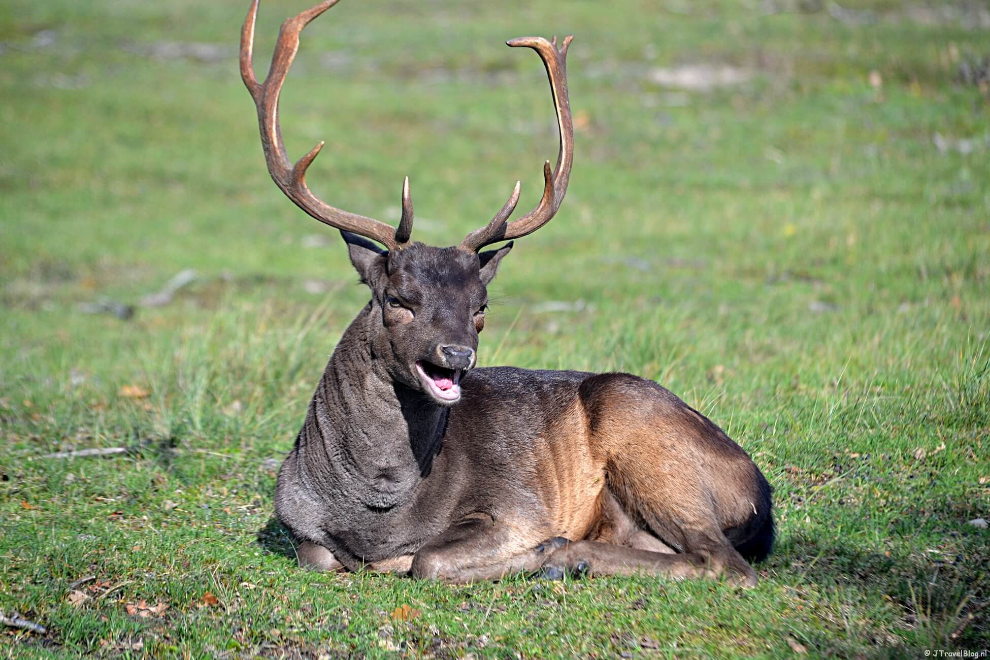 Burlende damherten in de Amsterdamse Waterleidingduinen