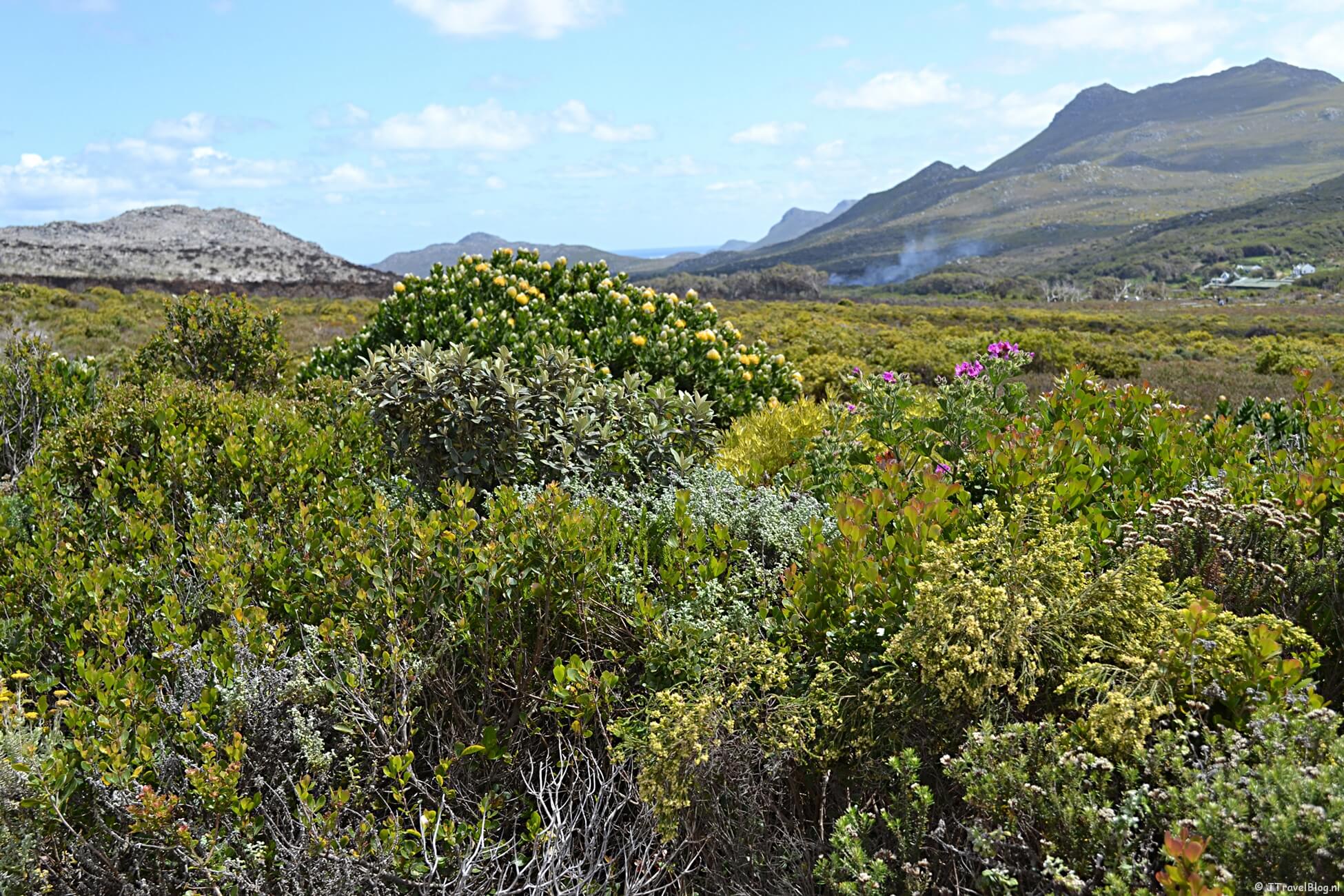 De bezienswaardigheden op het Kaapse Schiereiland (Zuid-Afrika)