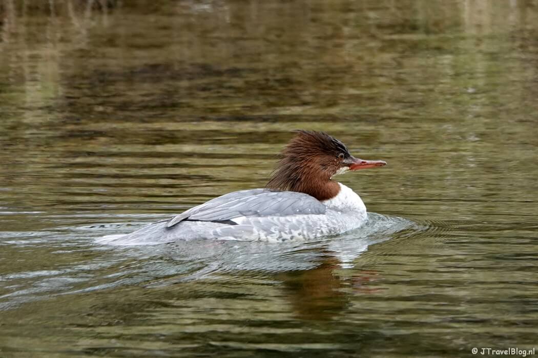 Een grote zaagbek in de Amsterdamse Waterleidingduinen