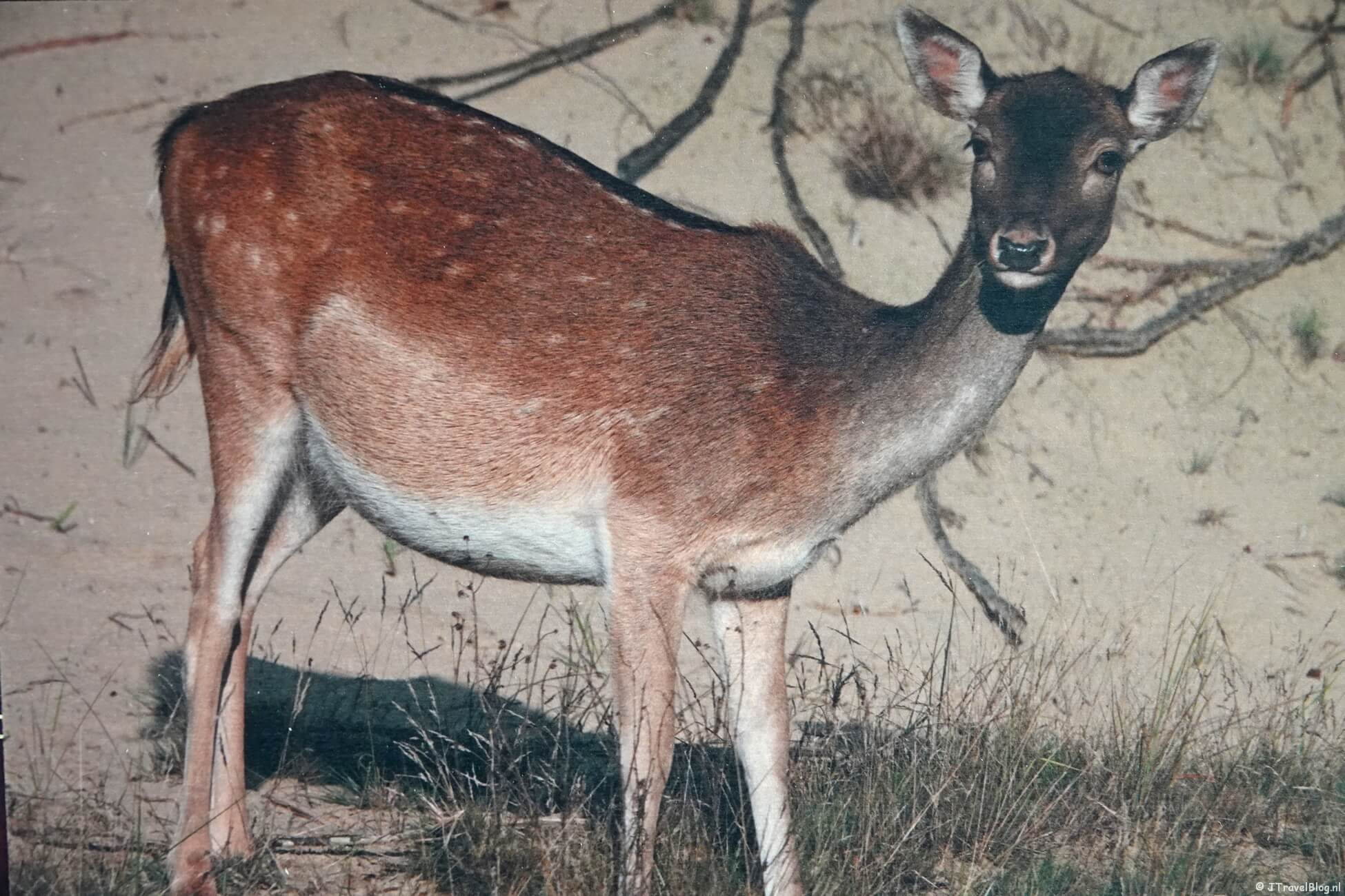 Review : Foto op hout van Drukwerknodig.nl