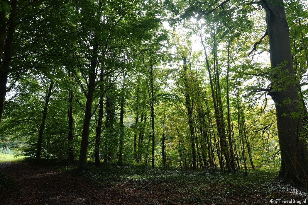 Bennebroekbos in Bennebroek tijdens de Trambaanroute in Bennebroek