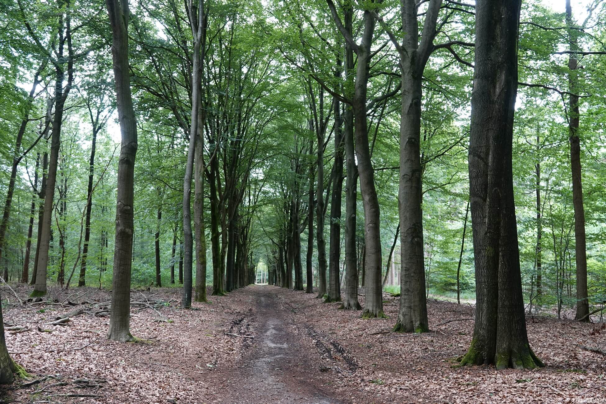 De oudste wandelroute van Nederland lopen : een overzicht