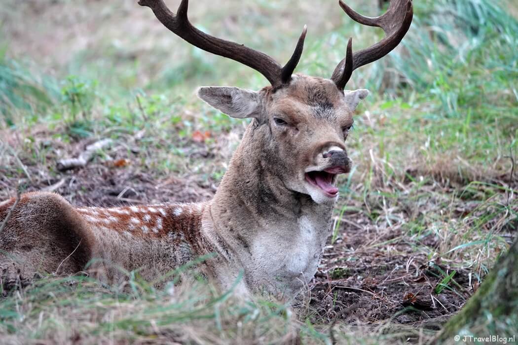 Een damhert in de Amsterdamse Waterleidingduinen