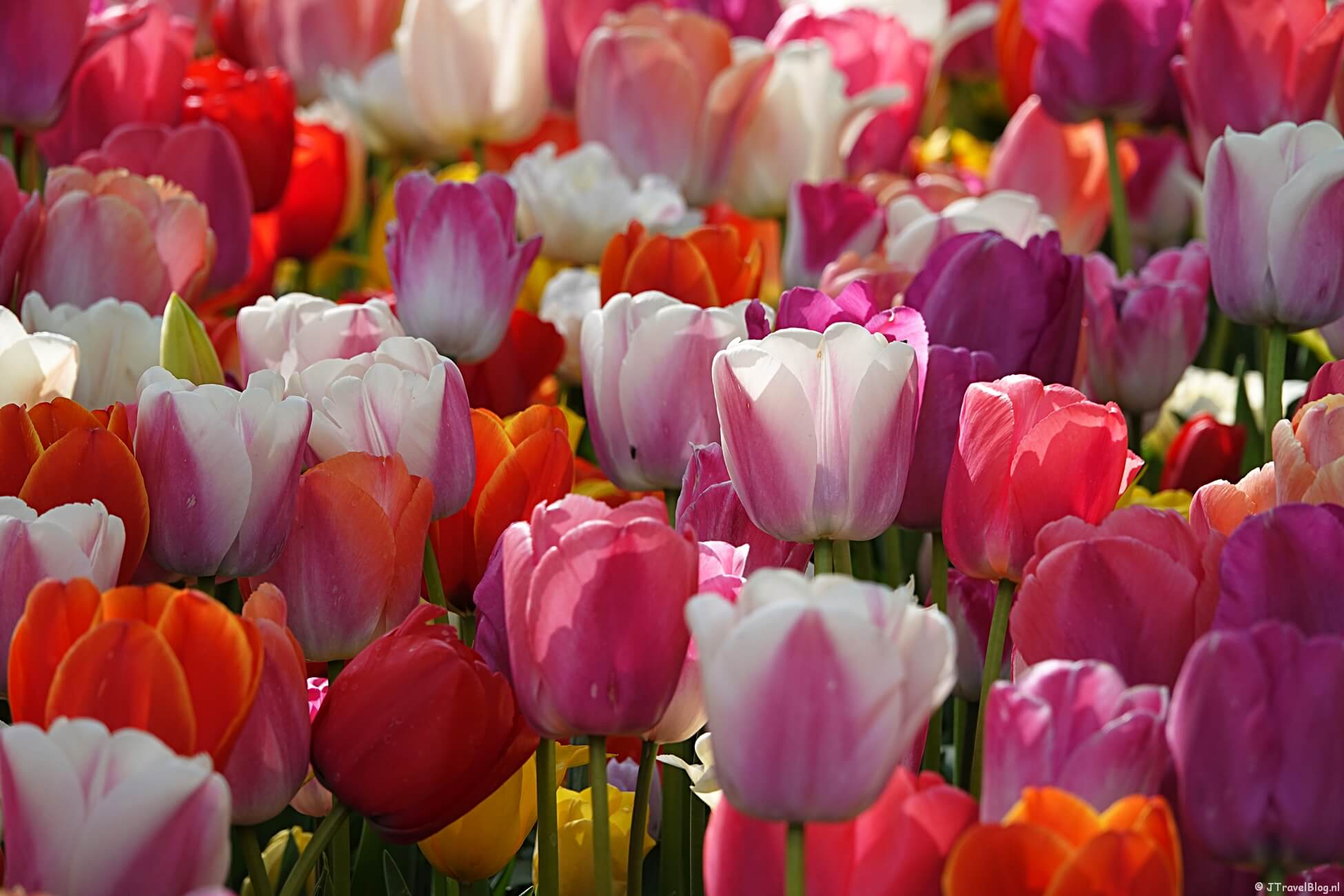 Een dagje Keukenhof in Lisse