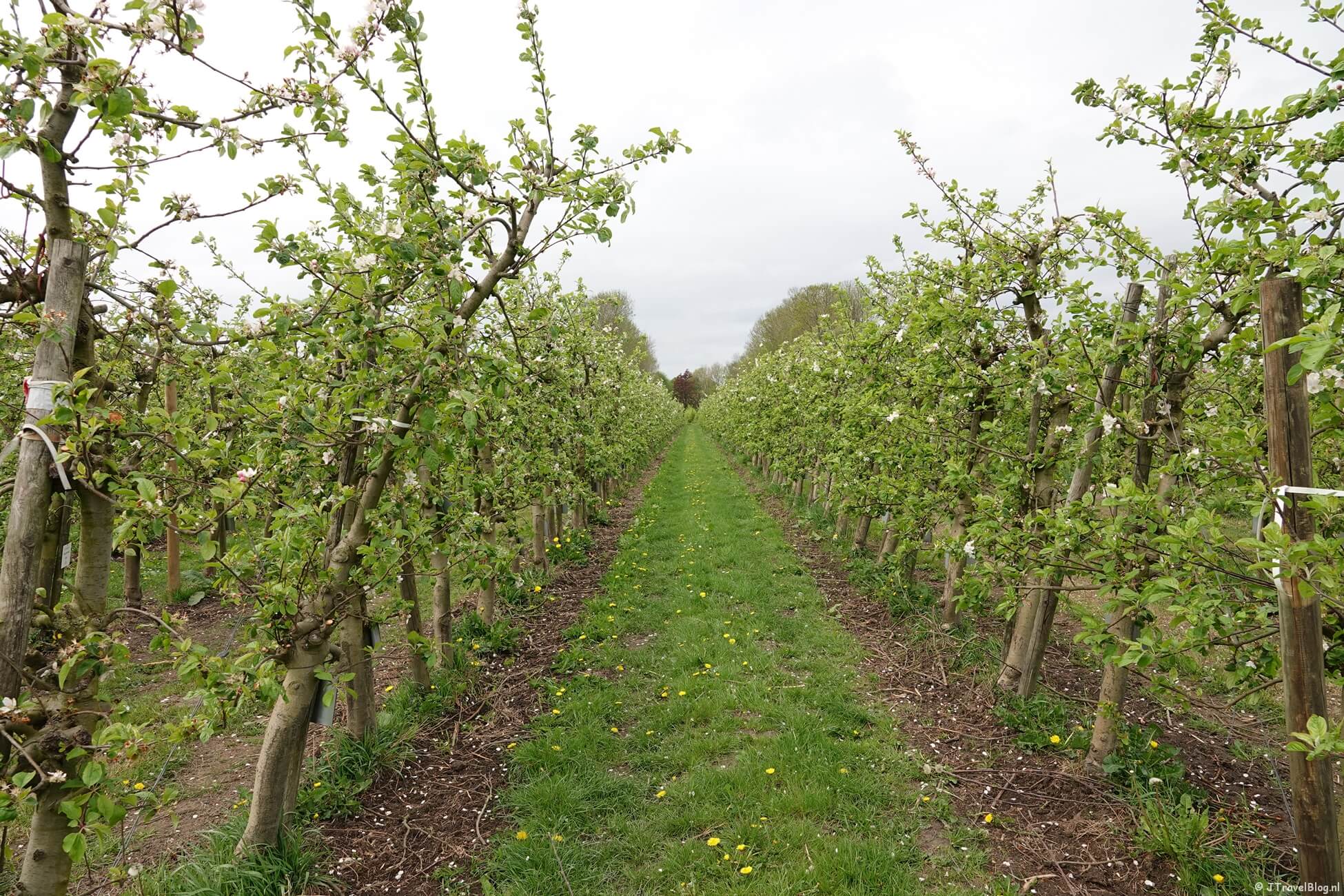 Wandelen in de Haarlemmermeer : de Olmenhorstroute rond Lisserbroek