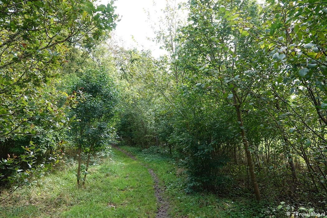 Bennebroekbos in Bennebroek tijdens de Trambaanroute in Bennebroek