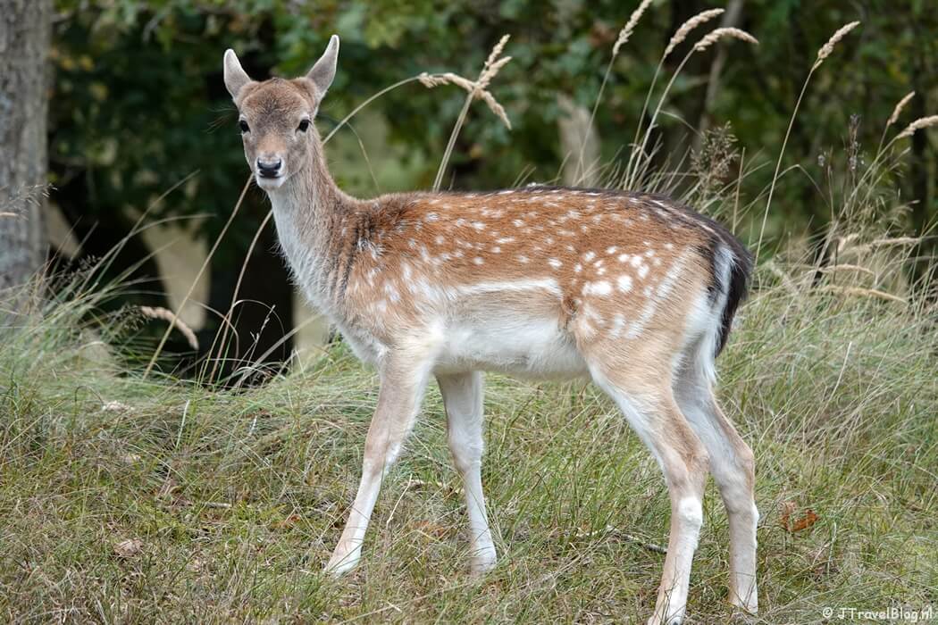 Een damhert in de Amsterdamse Waterleidingduinen