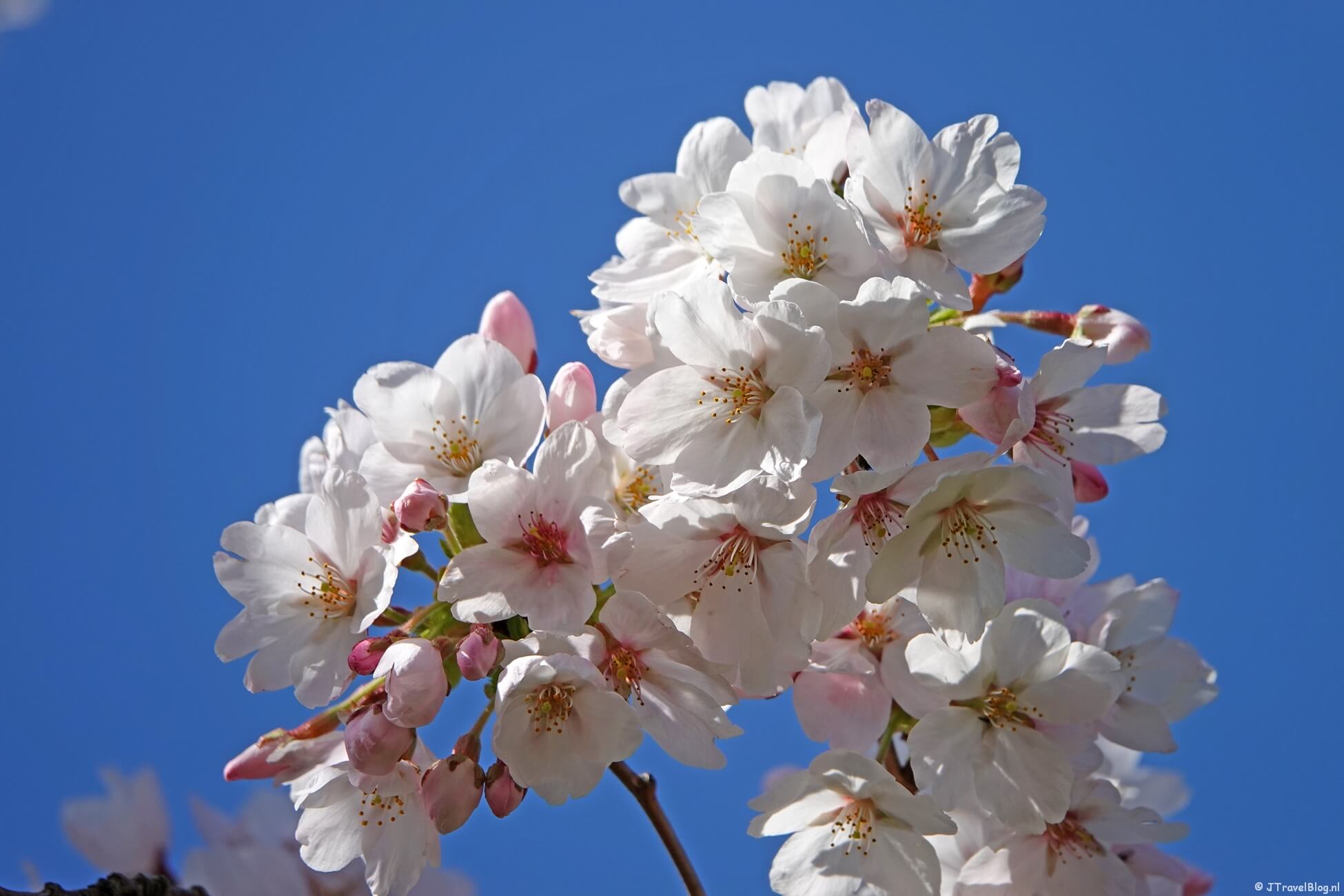 Bloesempark in het Amsterdamse Bos