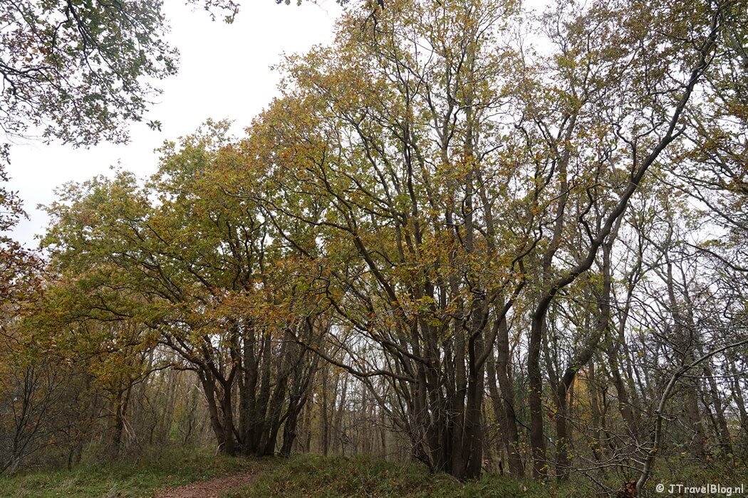 Bomen tijdens mijn rondje Konijnenberg in Nationaal Park Zuid-Kennemerland