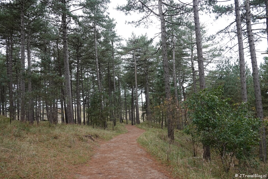 Bospad tijdens mijn rondje Konijnenberg in Nationaal Park Zuid-Kennemerland