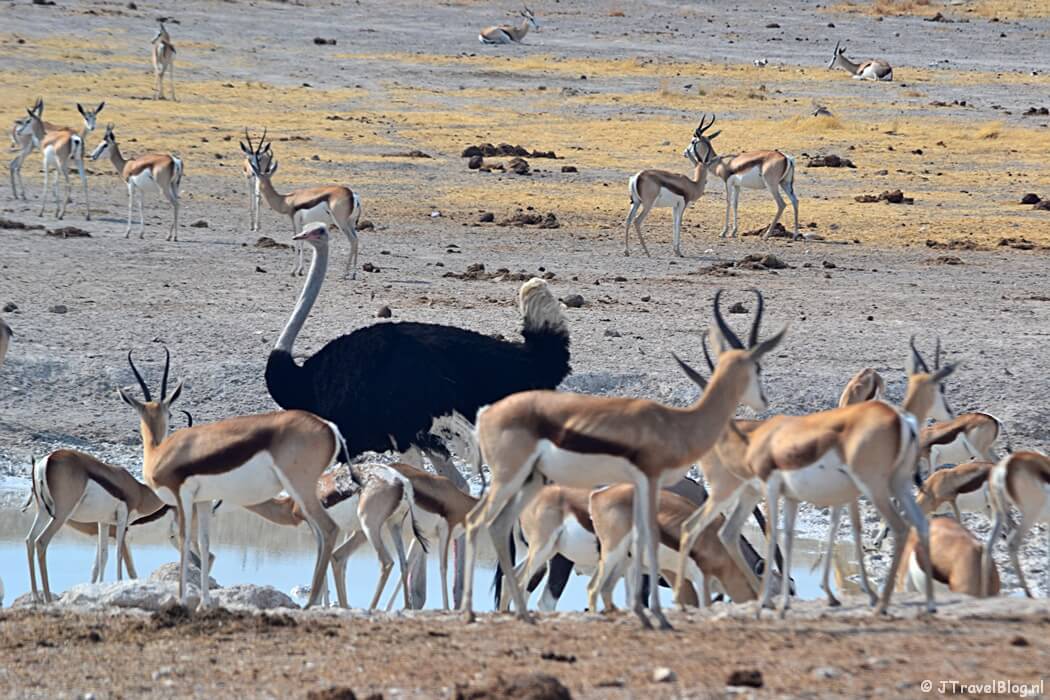 Etosha National Park in Namibië