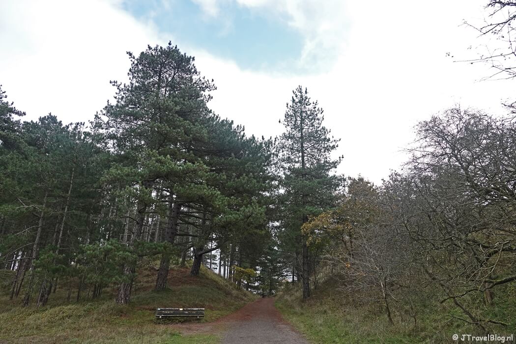 Het bos tijdens mijn rondje Konijnenberg in Nationaal Park Zuid-Kennemerland