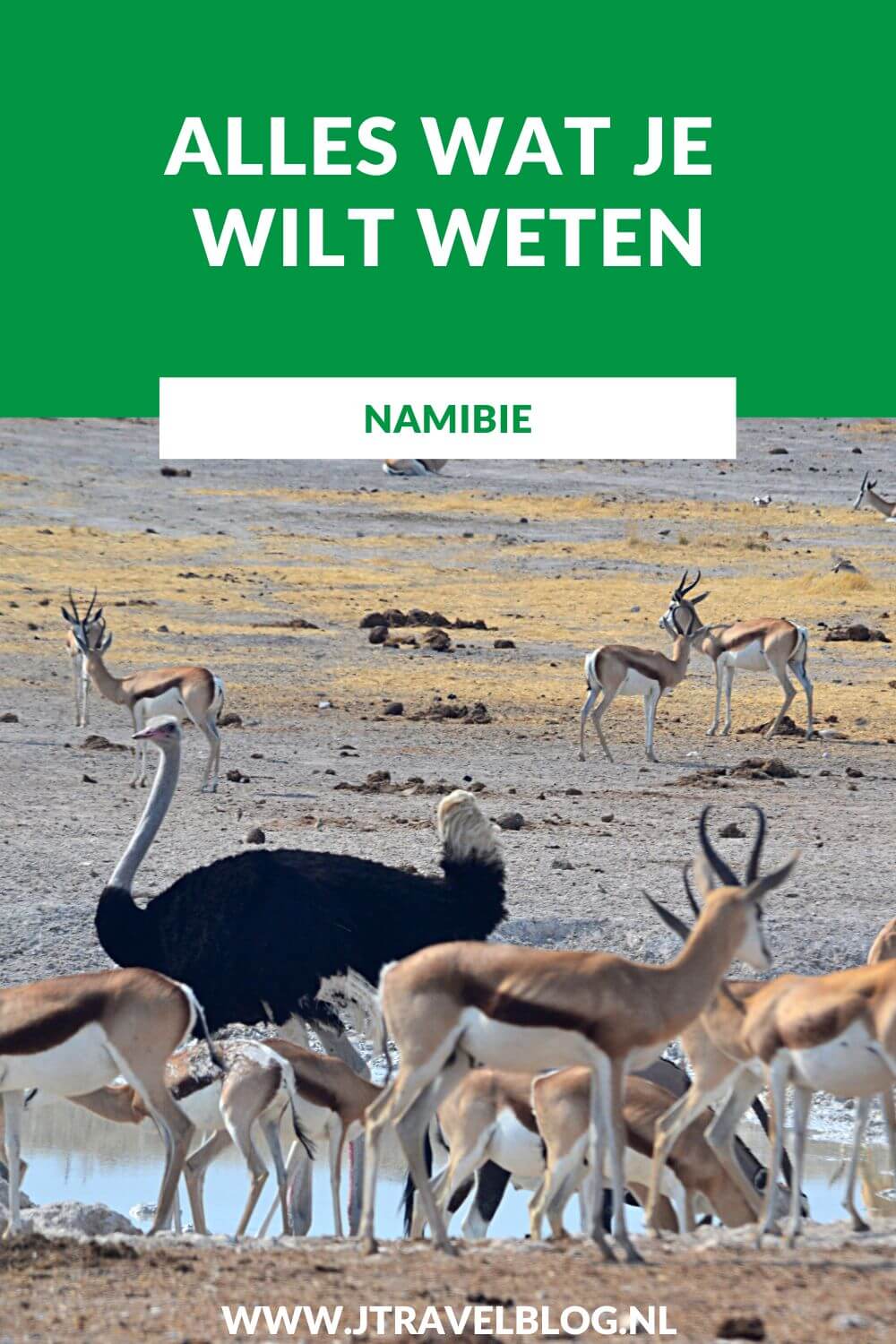 Ik heb in dit artikel alles wat je wilt weten over reizen naar Namibië op een rijtje gezet. Ik probeer in dit artikel antwoord te geven op veel gestelde vragen als grensdocumenten, beste reistijd, geldzaken, verkeer, veiligheid en andere zaken. #namibie #alleswatjewiltwetenovernamibie #jtravel #jtravelblog