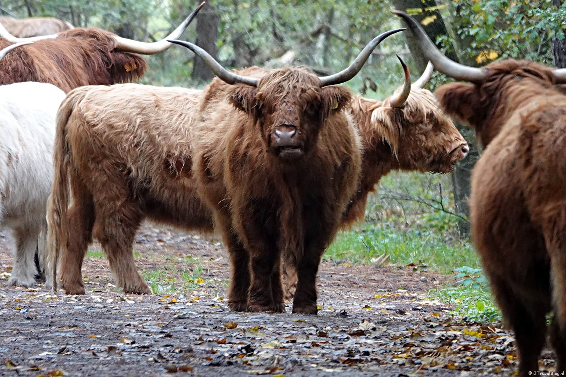 Rondje Kamperberg in Nationaal Park Zuid-Kennemerland