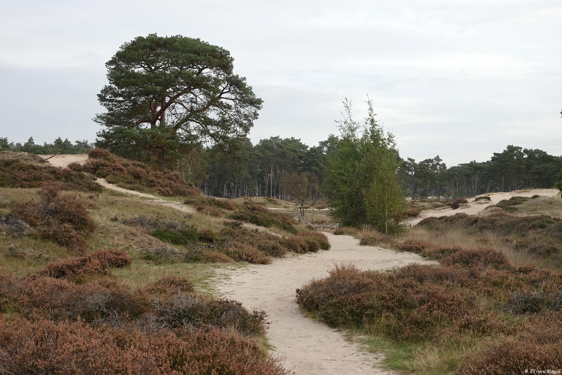 Trage Tocht Driebergen : Bornia, Heidestein en Austerlitz