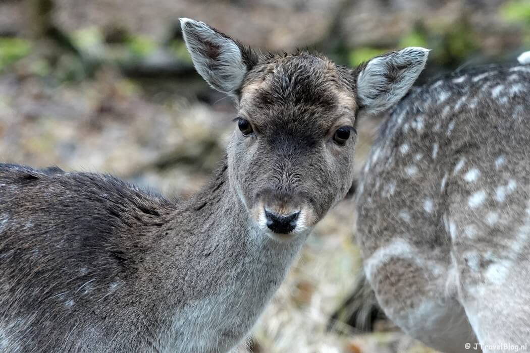 Damherten tijdens de gele wandelroute Oranjekom vanaf ingang Oase in de Amsterdamse Waterleidingduinen