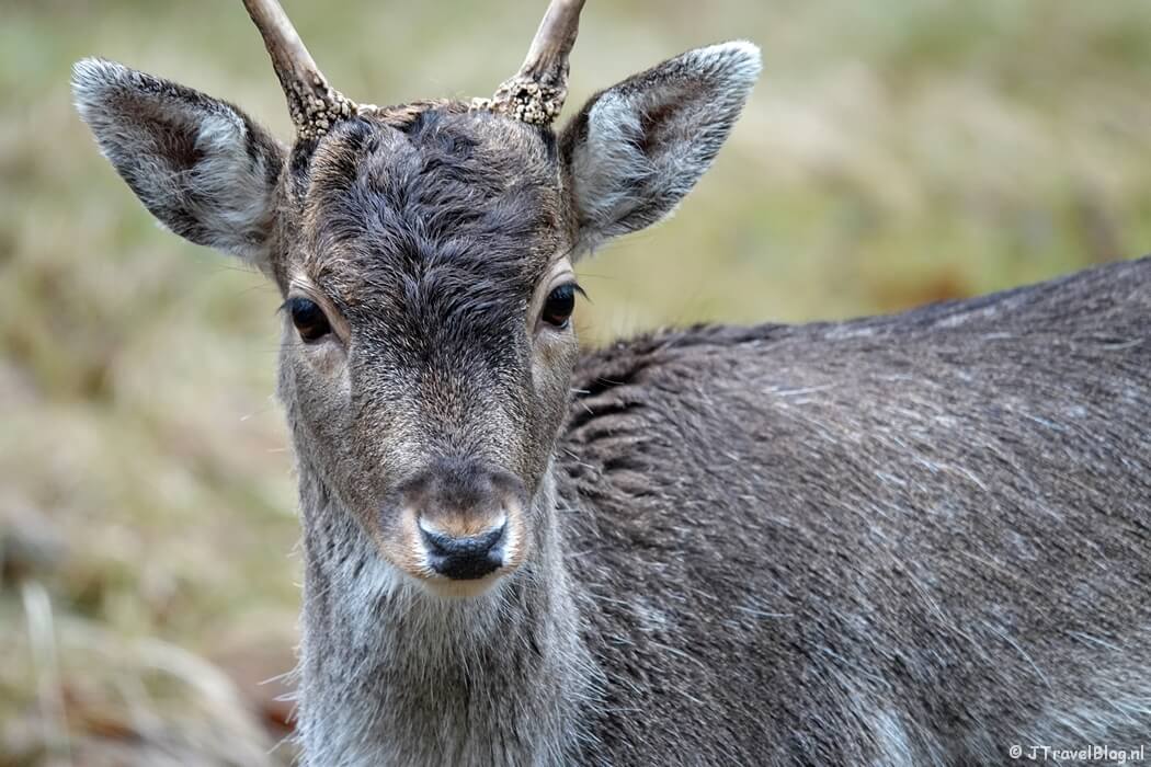 Een damhert tijdens de gele wandelroute Oranjekom vanaf ingang Oase in de Amsterdamse Waterleidingduinen