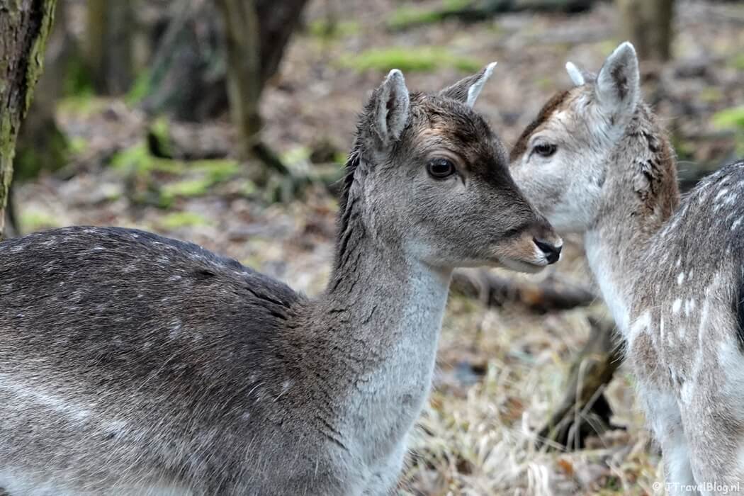 Damherten tijdens de gele wandelroute Oranjekom vanaf ingang Oase in de Amsterdamse Waterleidingduinen