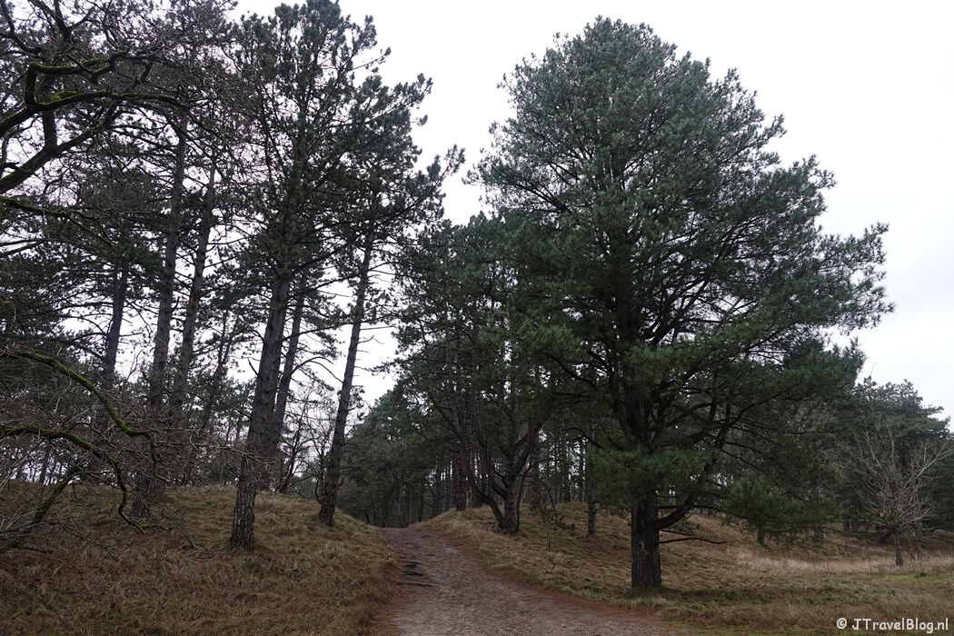 Een wandelpad tijdens de gele wandelroute Oranjekom vanaf ingang Oase in de Amsterdamse Waterleidingduinen
