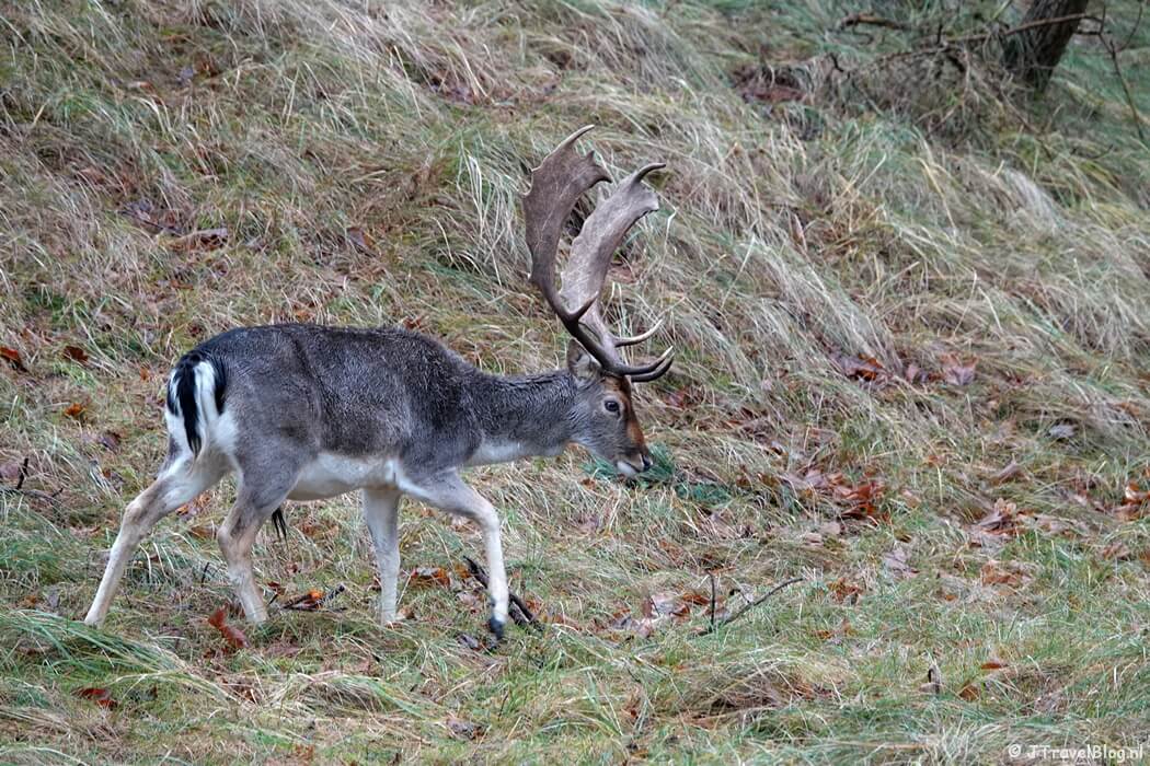 Een damhert tijdens de gele wandelroute Oranjekom vanaf ingang Oase in de Amsterdamse Waterleidingduinen