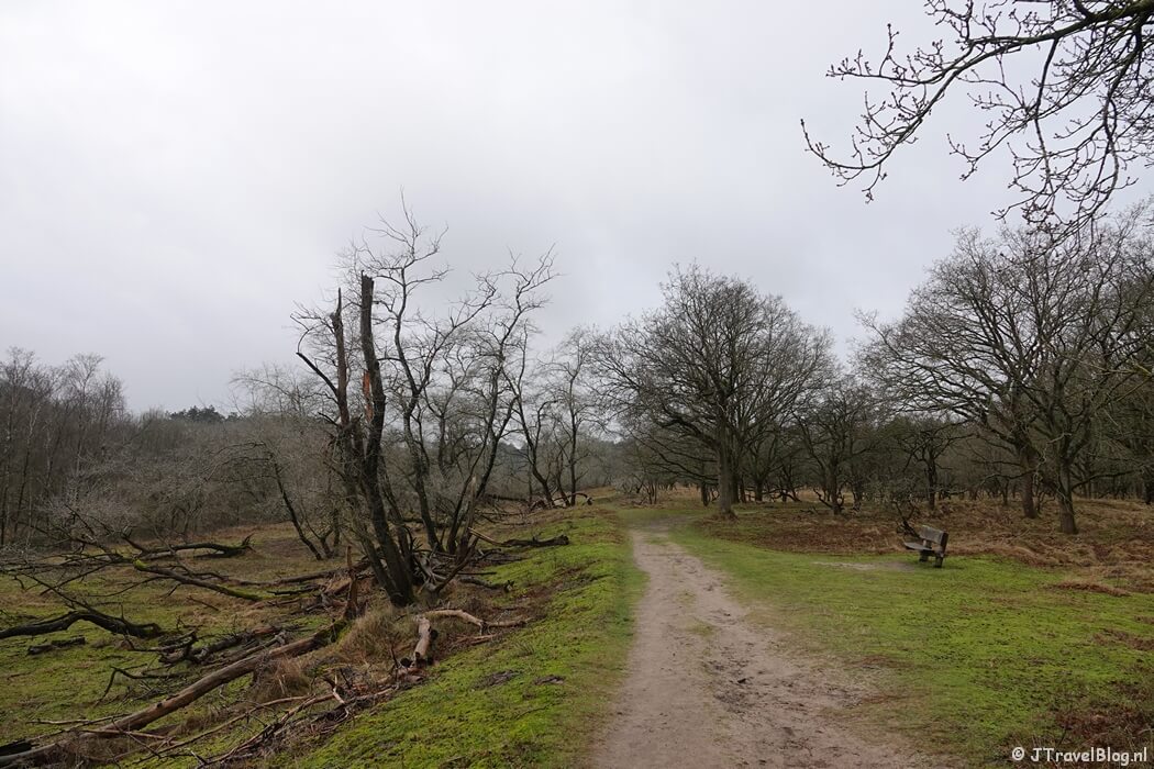 Een wandelpad tijdens de gele wandelroute Oranjekom vanaf ingang Oase in de Amsterdamse Waterleidingduinen