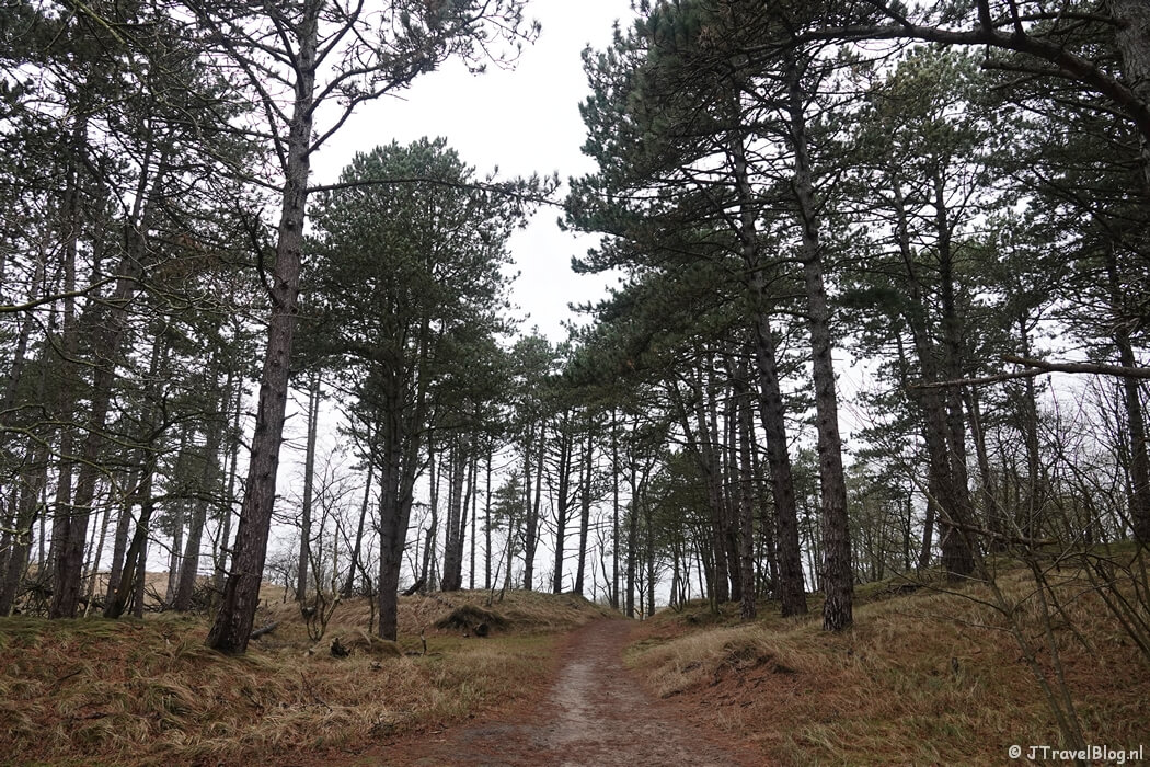 Een wandelpad tijdens de gele wandelroute Oranjekom vanaf ingang Oase in de Amsterdamse Waterleidingduinen