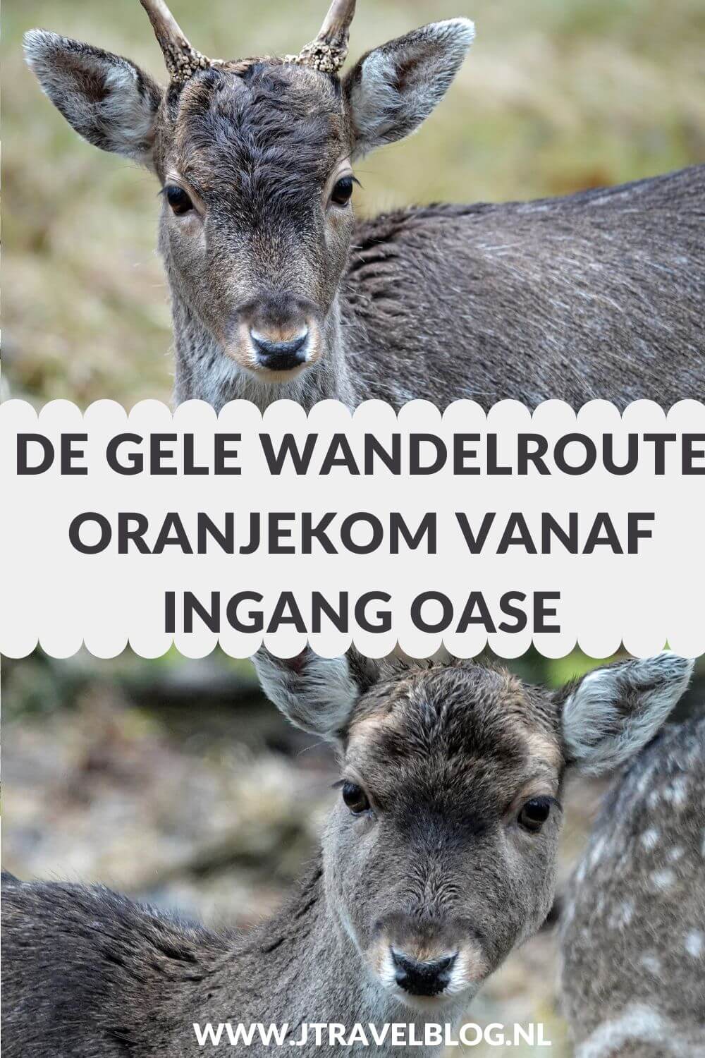 Ik liep de gele wandelroute Oranjekom vanaf ingang Oase in de Amsterdamse Waterleidingduinen. Deze wandeling maak ik aan de hand van de oranje routepaaltjes over een afstand van 3,7 kilometer. Mijn route en de achtergronden lees je in deze blog. #oranjekom #ingangoase #amsterdamsewaterleidingduinen #awd #wandelen #jtravel #jtravelblog