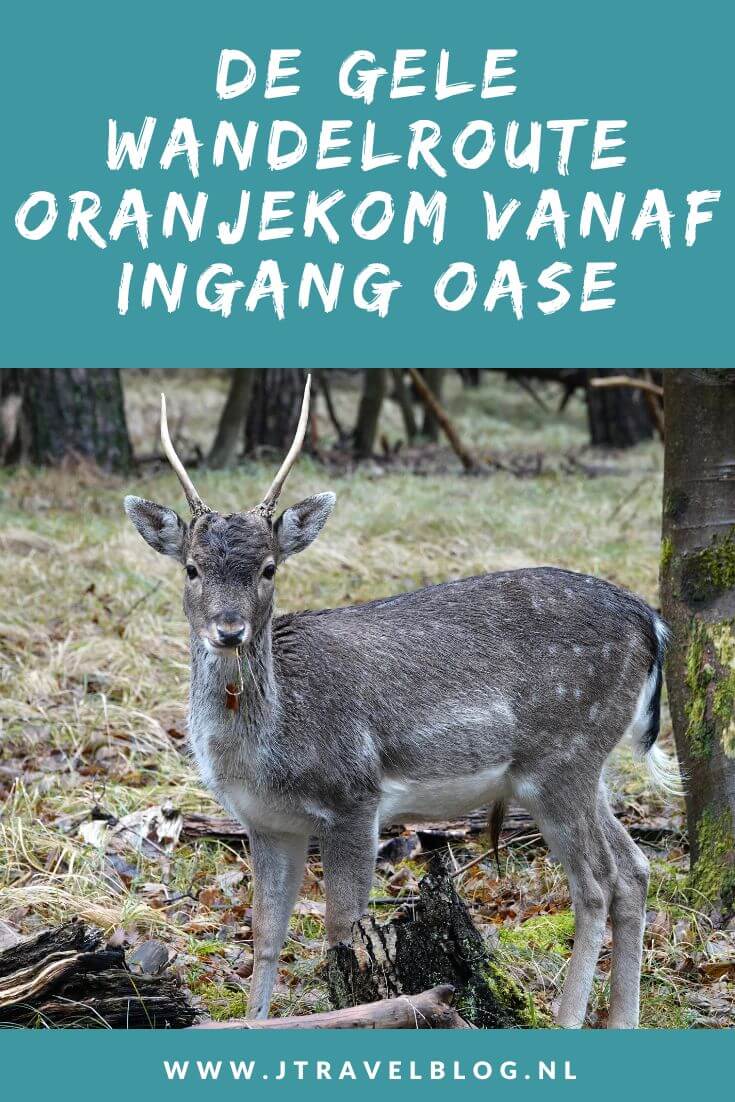 Ik liep de gele wandelroute Oranjekom vanaf ingang Oase in de Amsterdamse Waterleidingduinen. Deze wandeling maak ik aan de hand van de oranje routepaaltjes over een afstand van 3,7 kilometer. Mijn route en de achtergronden lees je in deze blog. #oranjekom #ingangoase #amsterdamsewaterleidingduinen #awd #wandelen #jtravel #jtravelblog