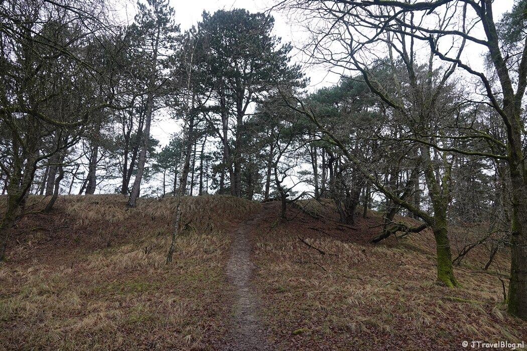 Museumduin tijdens de gele wandelroute Oranjekom vanaf ingang Oase in de Amsterdamse Waterleidingduinen