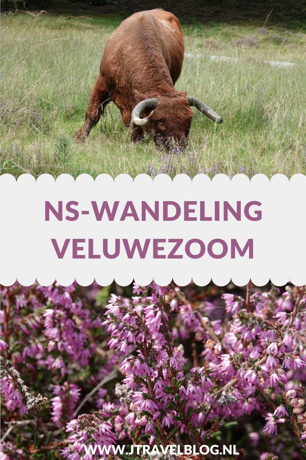 Ik maakte de NS-wandeling Veluwezoom van Dieren naar Rheden door de bossen en over de heide. De afstand van deze mooie wandeling is 11 kilometer. Mijn belevenissen lees je in deze blog. Loop je mee? #nswandeling #dieren #rheden #nationaalparkveluwezoom #wandelen #hiken #jtravel #jtravelblog