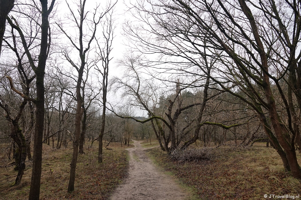 Een wandelpad tijdens de gele wandelroute Oranjekom vanaf ingang Oase in de Amsterdamse Waterleidingduinen