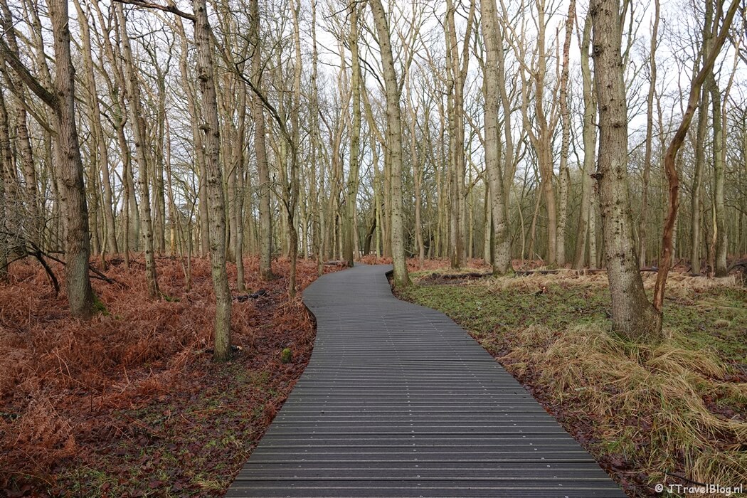 Vlonderpad tijdens de gele wandelroute Oranjekom vanaf ingang Oase in de Amsterdamse Waterleidingduinen