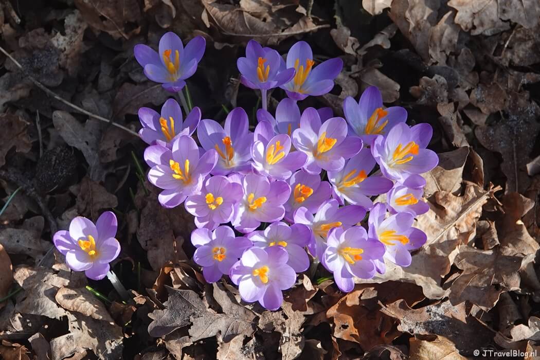 Krokussen onderweg tijdens mijn NS-wandeling Landgoed Groeneveld