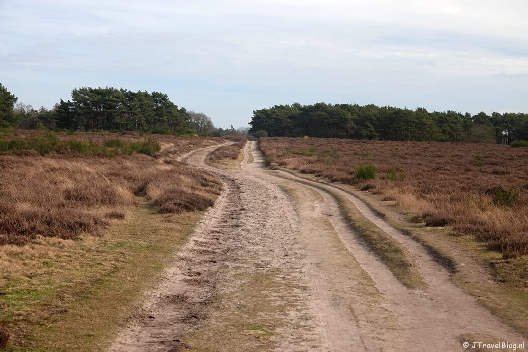 Westerheide tijdens mijn NS-wandeling Landgoed Groeneveld