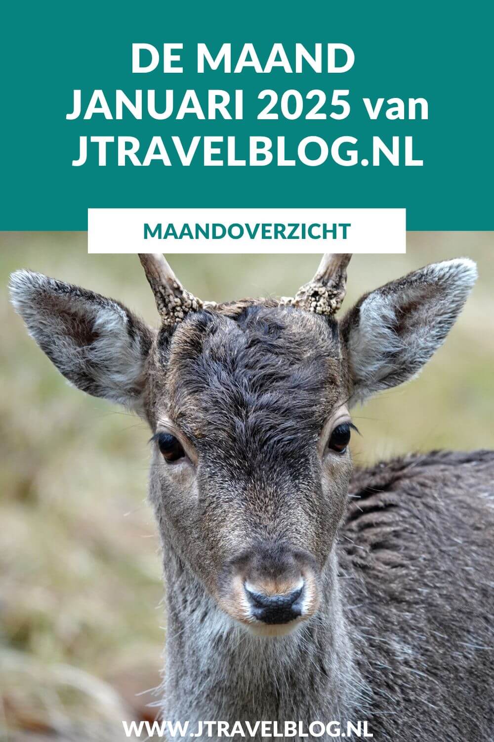 In januari 2025 maakte ik een wandeling in de Amsterdamse Waterleidingduinen en bezocht ik twee musea in Leiden. Meer hier over lees je in dit maandoverzicht. #maandoverzicht #januari2025 #amsterdamsewaterleidingduinen #wandelen #leiden #jtravel #jtravelblog