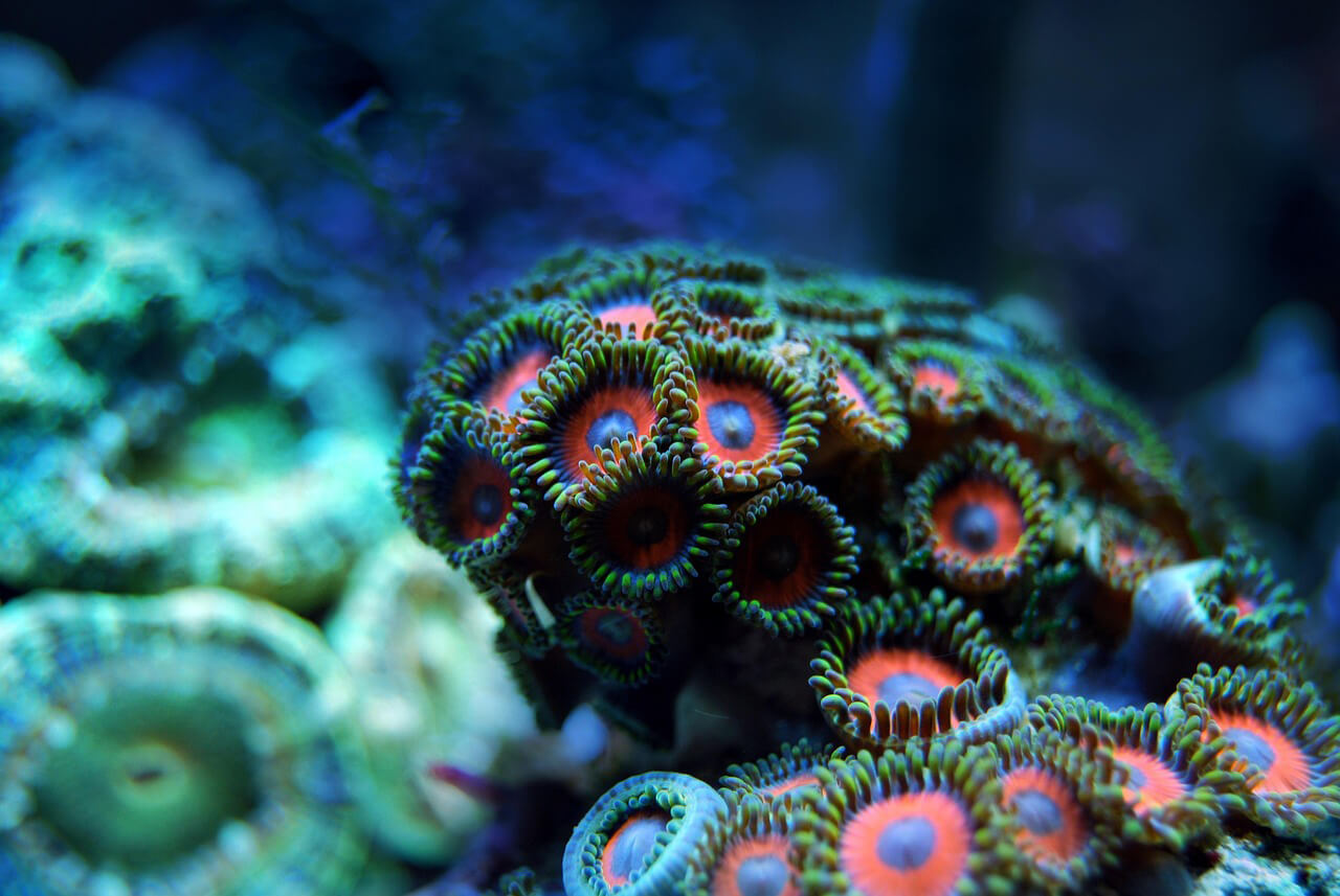 Coral Coast, Australië in de top 20 bestemmingen van National Geographic voor 2024