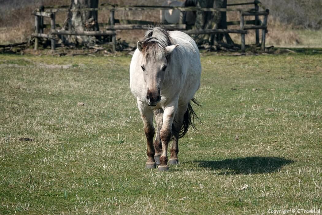 Een konikpaard in natuurgebied Lentevreugd in Wassenaar