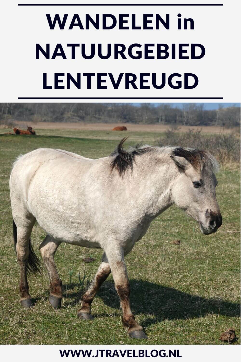 Wil je Schotse Hooglanders en konikpaarden van dichtbij zien en fotograferen. Dat kan in het kleine natuurgebied Lentevreugd aan de rand van Wassenaar. Ik nam een kijkje en maakte er een wandeling. Wandel je mee? #lentevreugd #konikpaarden #schotsehooglanders #wandelen #jtravelblog #jtravel