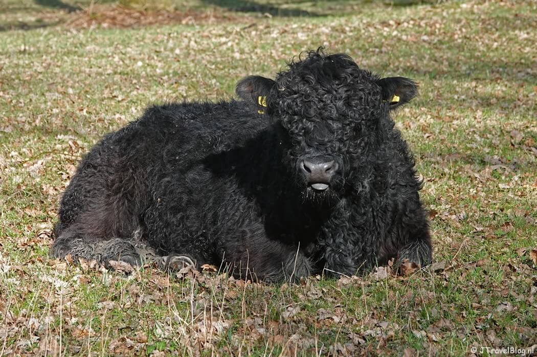 Galloway op de Grebbeberg tijdens de eerste etappe van het Pad van de Vrijheid