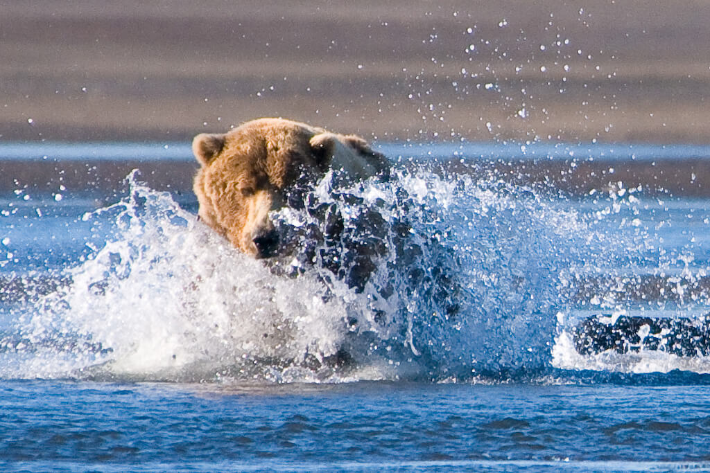 Katmai National Park/Alaska, Verenigde Staten van Amerika in de top 20 bestemmingen van National Geographic voor 2024