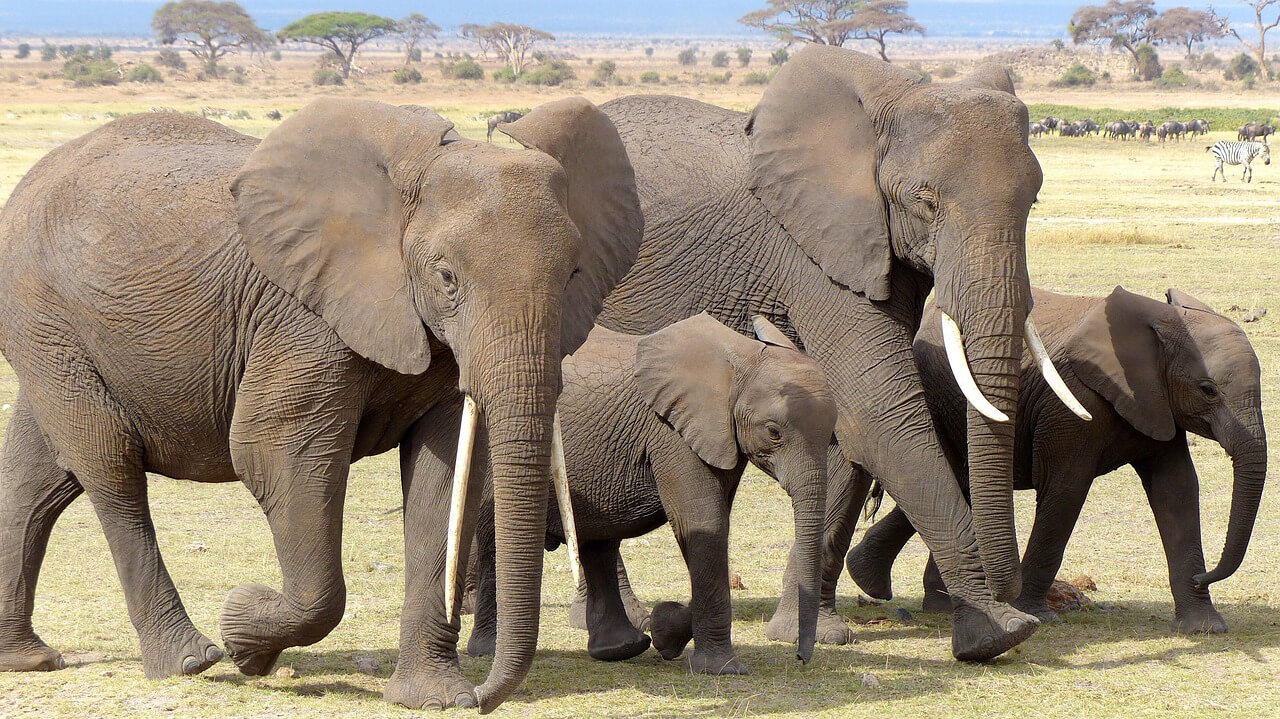 Natuurreservaat Borana, Kenia in de top 20 bestemmingen van National Geographic voor 2024