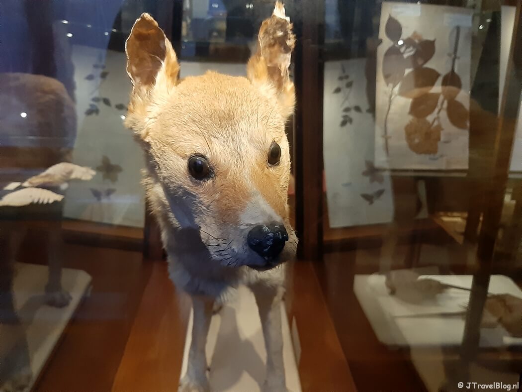 In het JapanmuseumSieboldHuis in Leiden