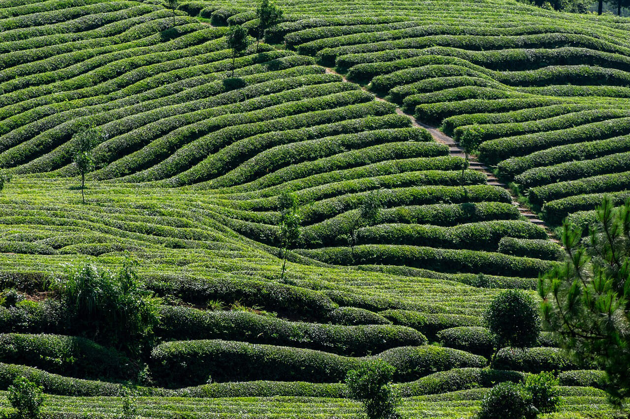 Pekoe Trail, Sri Lanka in de top 20 bestemmingen van National Geographic voor 2024