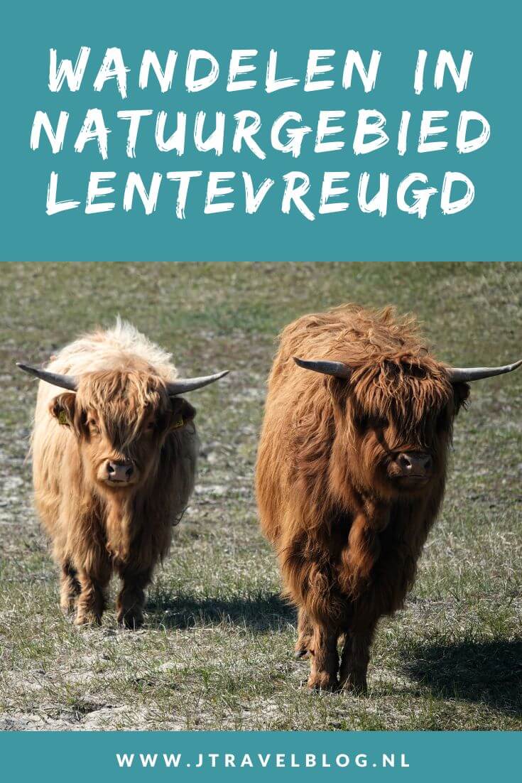 Wil je Schotse Hooglanders en konikpaarden van dichtbij zien en fotograferen. Dat kan in het kleine natuurgebied Lentevreugd aan de rand van Wassenaar. Ik nam een kijkje en maakte er een wandeling. Wandel je mee? #lentevreugd #konikpaarden #schotsehooglanders #wandelen #jtravelblog #jtravel