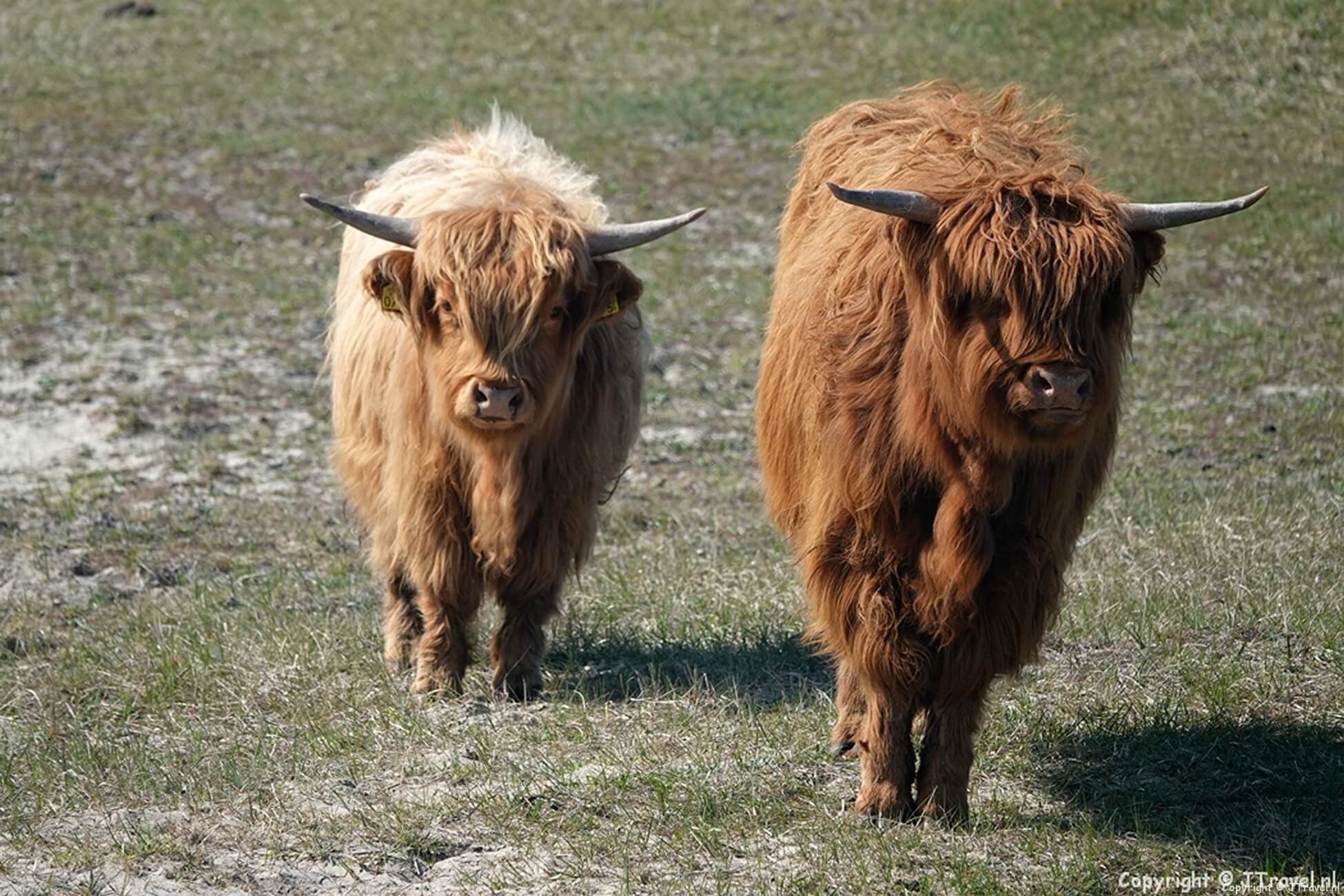 Wandelen tussen Schotse Hooglanders en konikpaarden in natuurgebied Lentevreugd