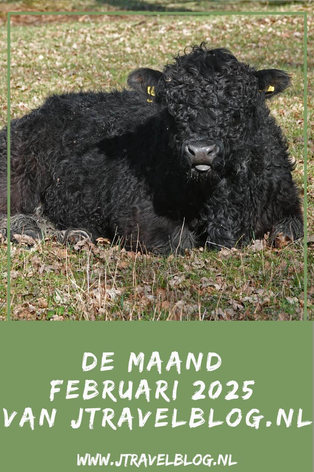 In februari 2025 maakte ik een streetart wandeling in Rotterdam, een NS-wandeling Landgoed Groeneveld en liep ik de eerste etappe van het Pad van de Vrijheid, Meer hier over lees je in dit maandoverzicht. #maandoverzicht #februari2025 #streetart #rotterdam #nswandeling #padvandevrijheid #wandelen #jtravel #jtravelblog