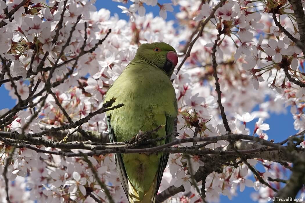 Kersenbloesem en een halsbandparkiet in de Fruittuinen tijdens de Geniedijkroute in Hoofddorp
